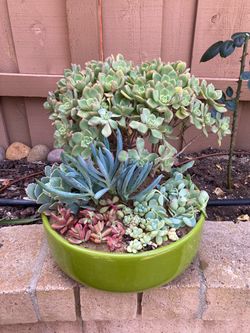Beautiful Large Succulent Plants Arrangement in Chartreuse Green Ceramic Planter
