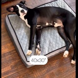 Beautyrest Platinum Pet Bed Home / Pet Supplies / Dog Beds Memory Foams