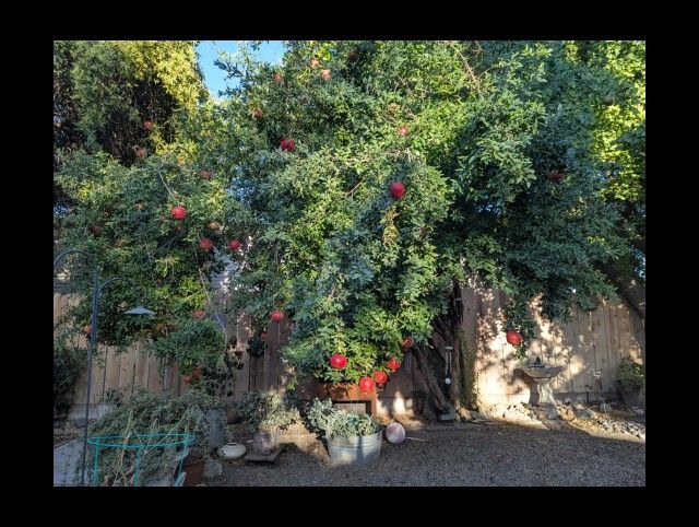 FRESH ORGANIC POMEGRANITES FOR SALE