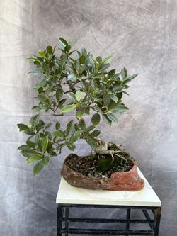 Bonsai Ficus 