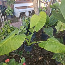 Elephant Ear Plant
