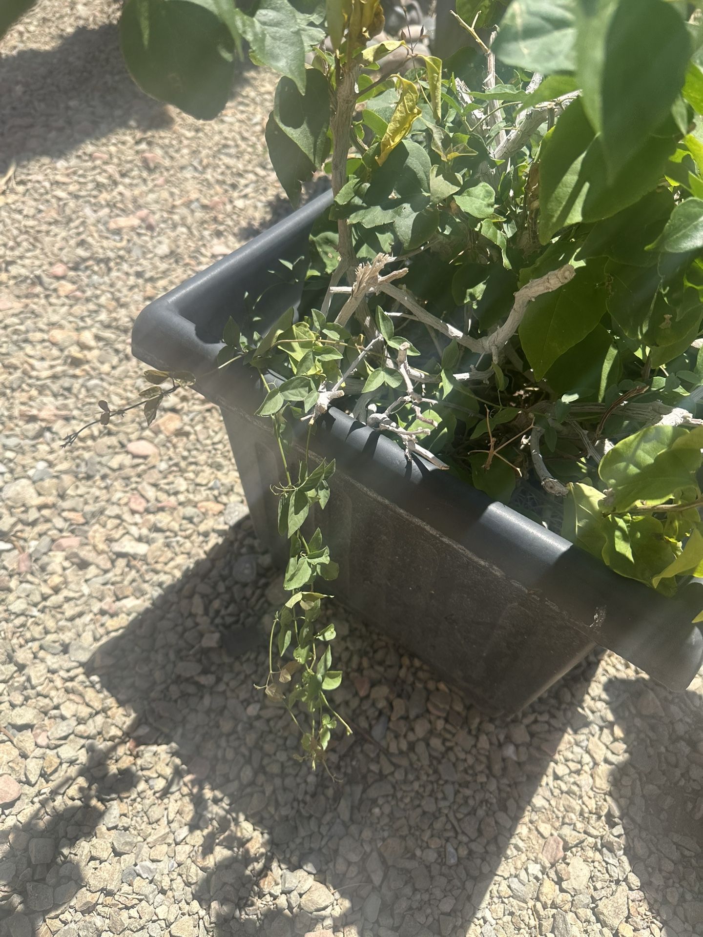 Cat Claw And Bougainvillea Plant