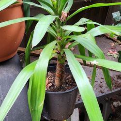 Yucca Plant 
