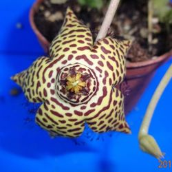 Huernia Schneiderana