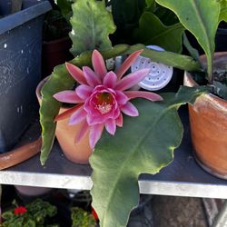 Selling Plants And Succulents