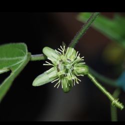 *$1 to $4* Corky Stem Passion Vine Plants  🔻See Below🔻 Host For 3 Butterflies