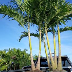 Christmas Palms  About 8 Feet Tall Instant Privacy Hedge For Fence 