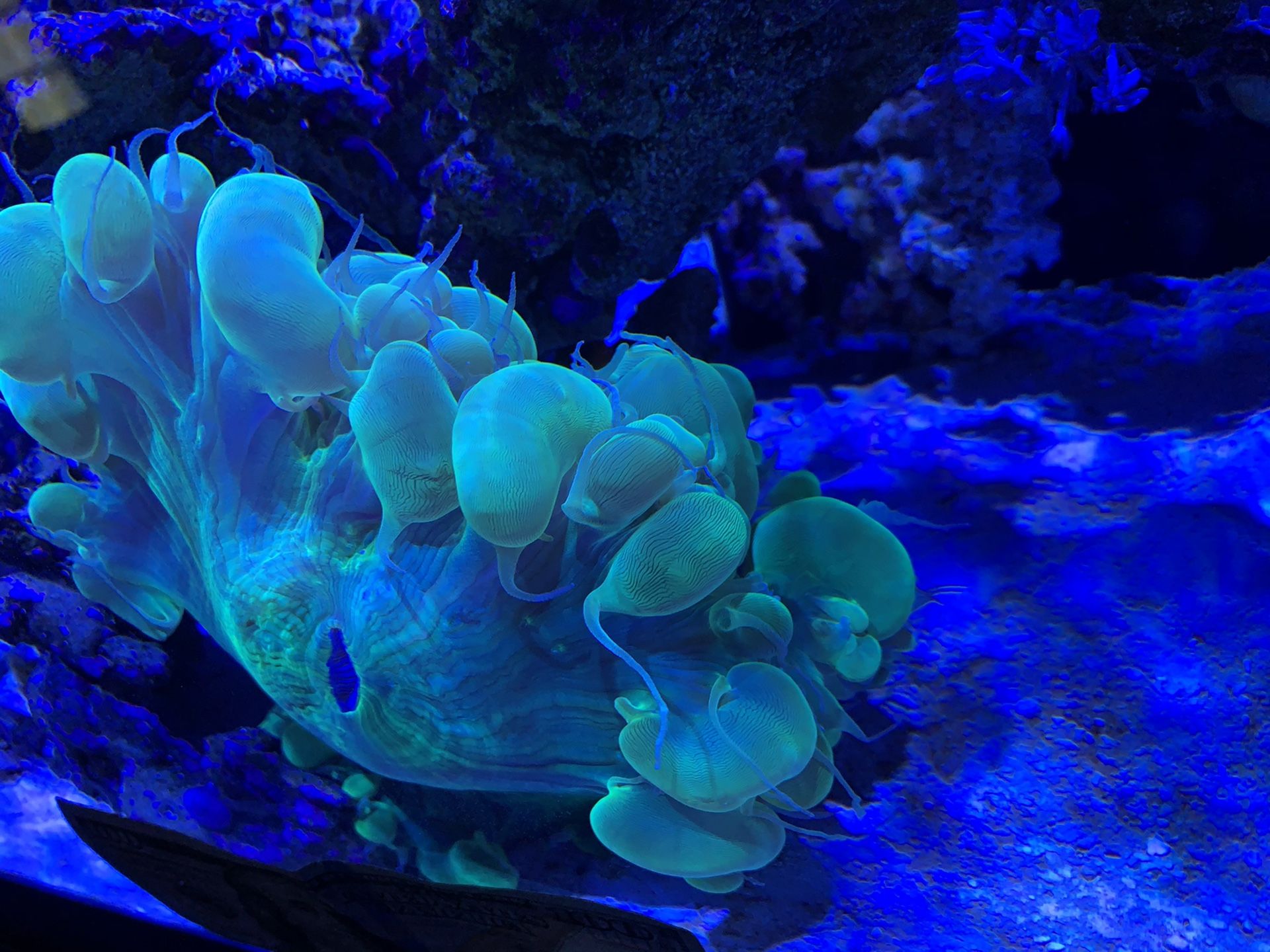 Toxic green Plerogyra ( Bubble Coral)