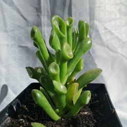 $5 LIVE SHREK'S EAR JADE Succulent Plants $5