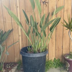 Paradise of Birds Tree