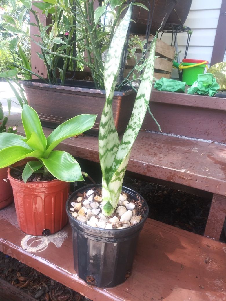 Plants & cuttings for sale