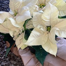 Nochebuena Poinsettias 