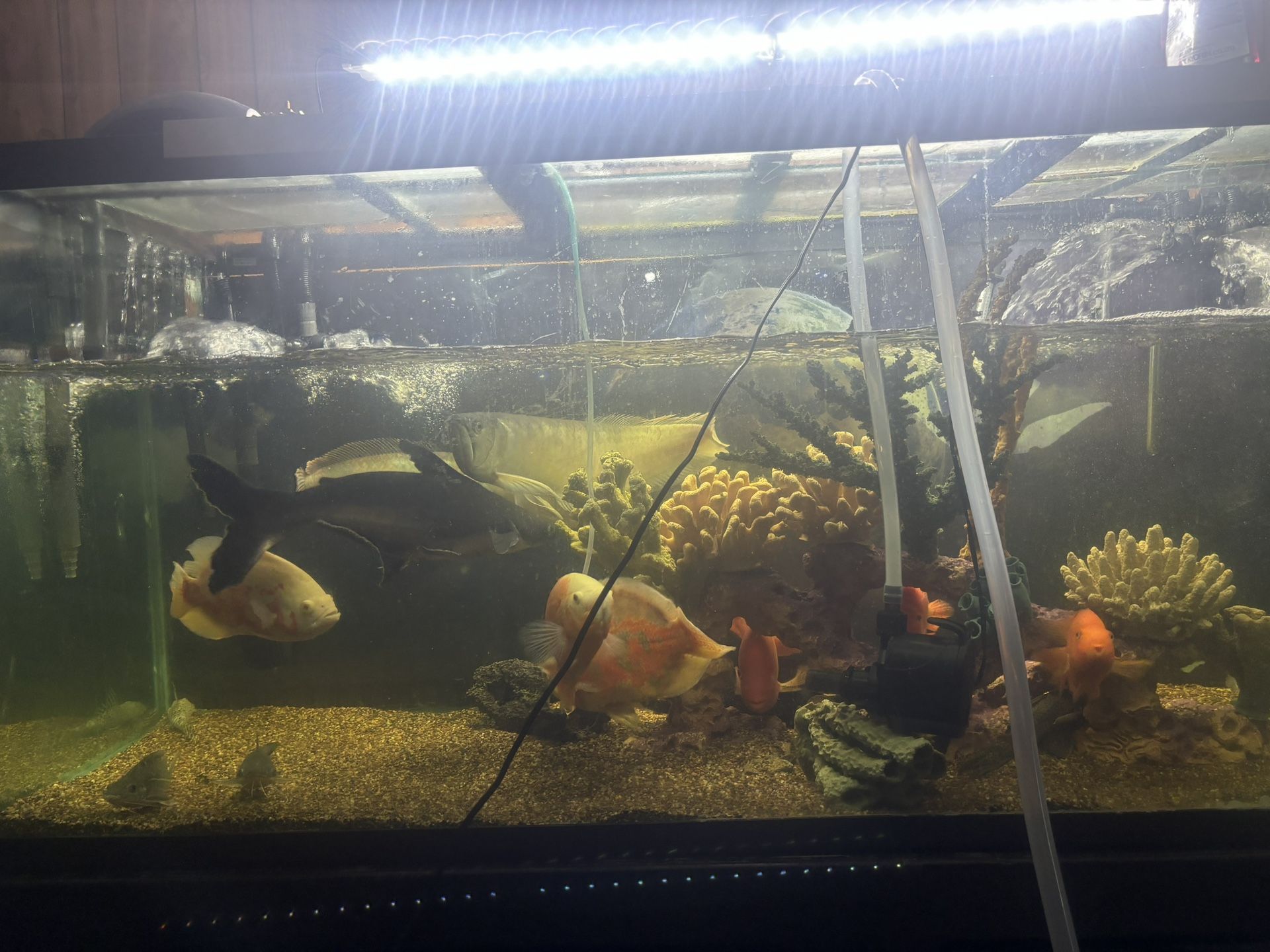 Fish Tank Decoration
