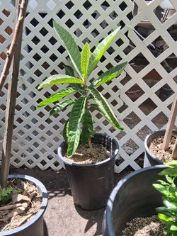 Loquat tree