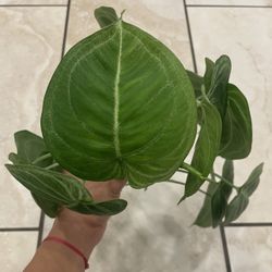 Syngonium Frosted Heart Cuttings 