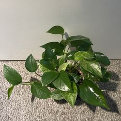 Marble Queen Plant