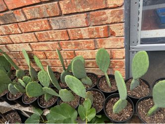 Nopales prickly pear cactus