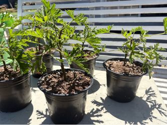 Citronella Plants