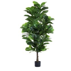 Fiddle Leaf Fig Tree 6ft. 