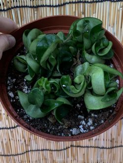 Hoya hindu rope