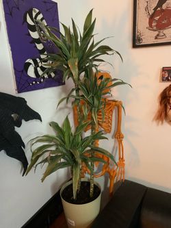 real plant