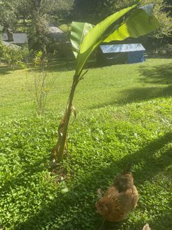 Banana 🍌 tree