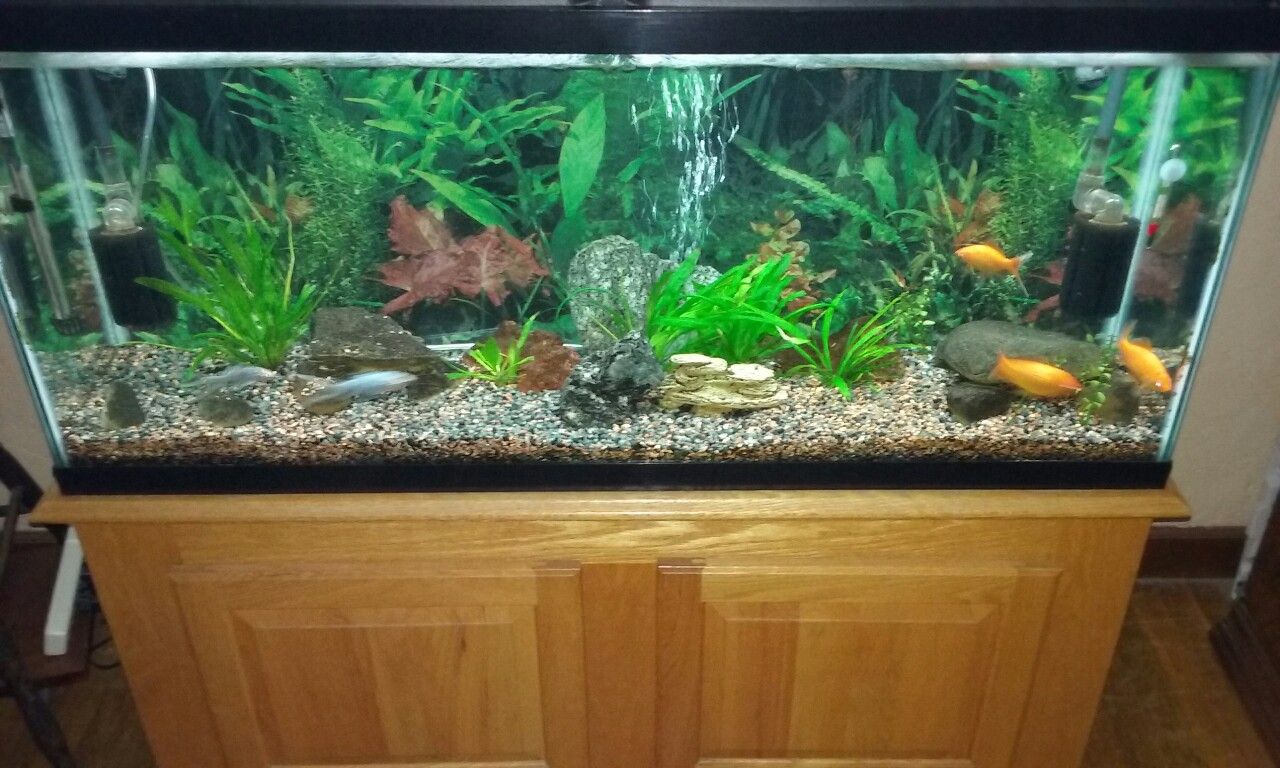 55 Gallon Aquarium with Stand