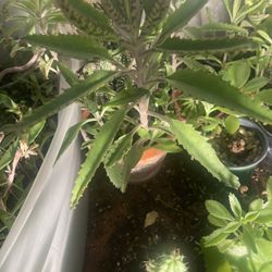 Kalanchoe Mother Of Thousand Plant 🪴
