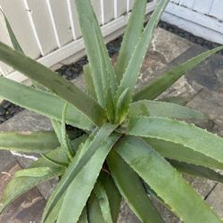 Aloe Vera Plant