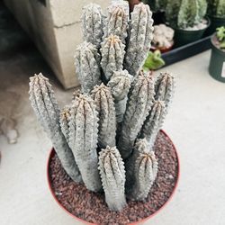 Euphorbia Adbelkuri Plant Imported