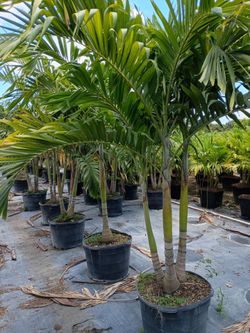Huge Christmas palms over 8 feet tall instant privacy hedge for fence