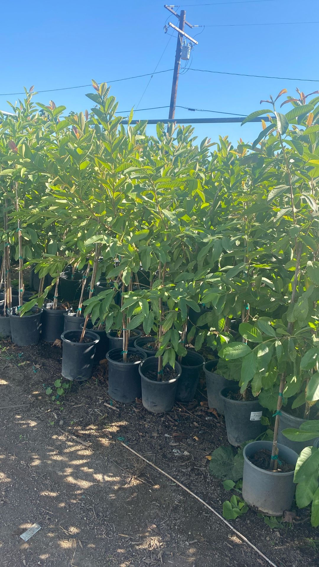 Árboles De Guayaba Blanca