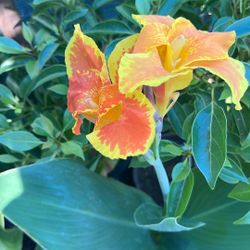 Yellow King Canna Lily Plant 