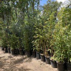 Bamboo - Approximately 4-6 feet Tall - 5 gallon Size 