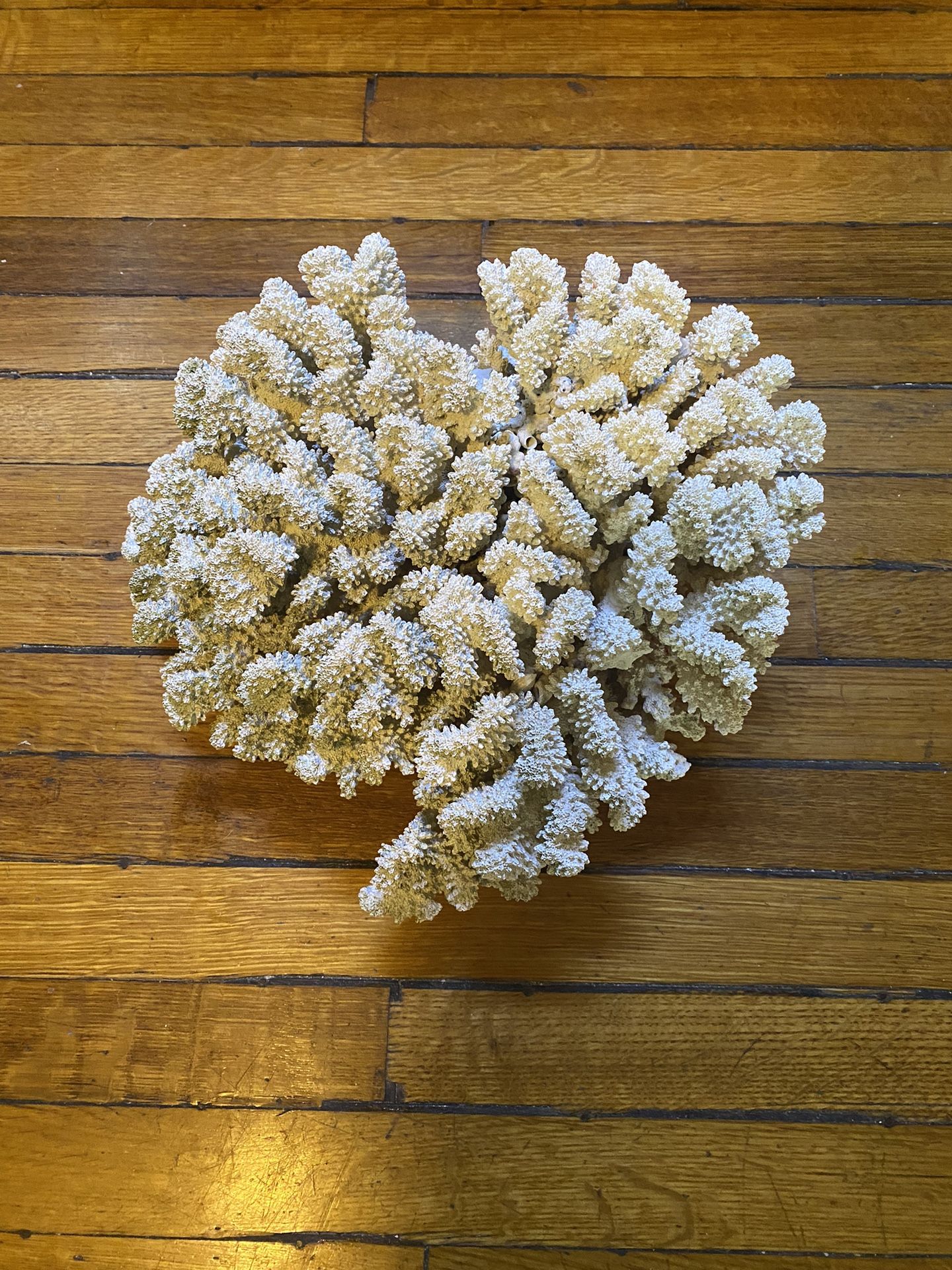 Nice Big Coral Piece. Good Addition To A Reef Tank