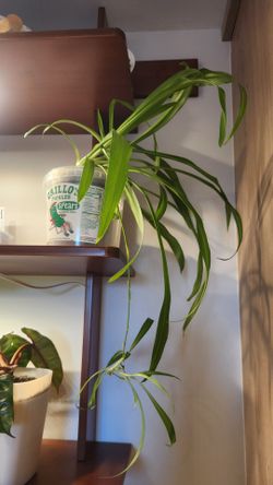 Spider plant