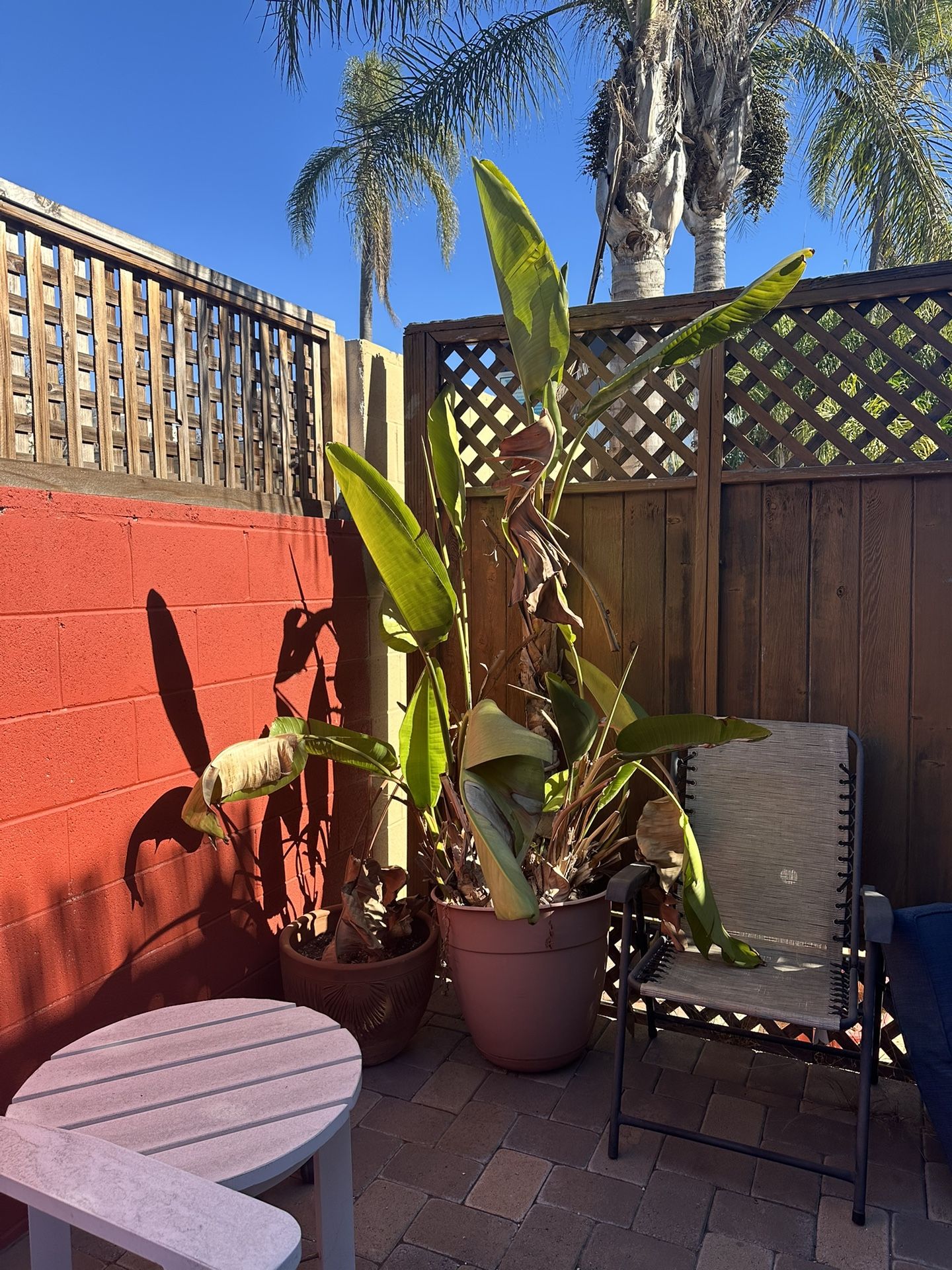 2 Huge Bird Of Paradise Plants In Pots
