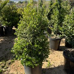 Japanese Boxwood Cone -shaped Topiary Bonsai
