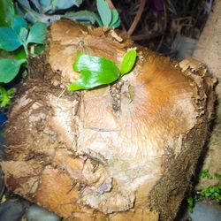 Staghorn Fern + FREE Limes! 🍋 🌿