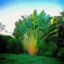 Traveler’s Palm (it’s available if you see this)