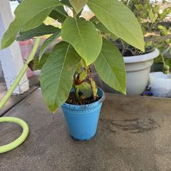 Avocado Trees