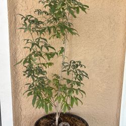 Purple Vitex tree In Santa Teresa