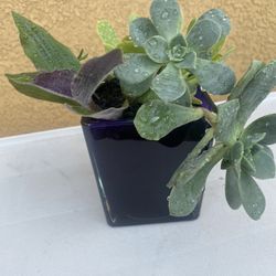 Succulents in purple glass pot