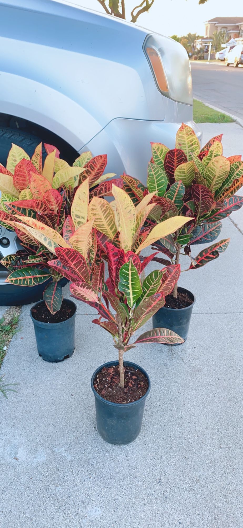 Croton Plant 🪴 $15 each