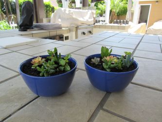 Pair Of Blue Ceramic Garden Pots With Succulents