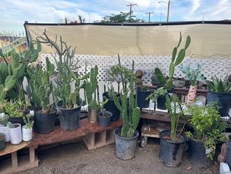 Plantas de temporada