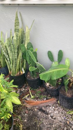 Plantas