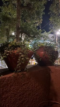 Dark Red Ceramic Planters with Trailing Plants