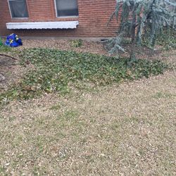 Busco Trabajador Para La Yarda Chofer