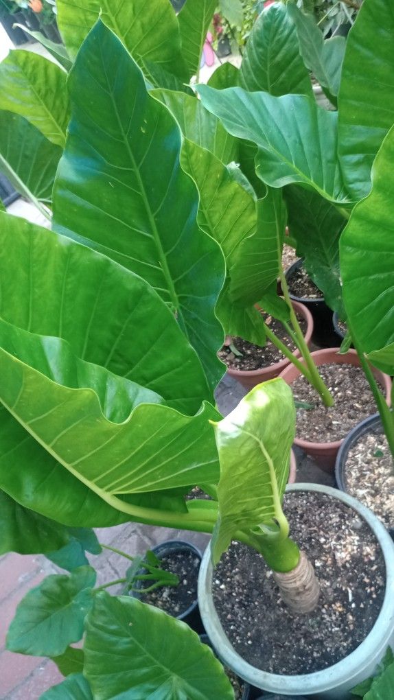 Oreja De Elefante Elephant Ear Plants